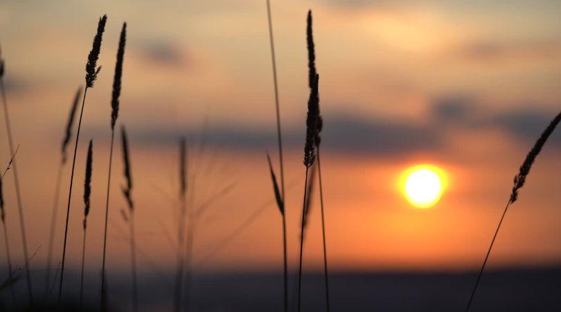 Embracing the Healing Power of Silence in Late January